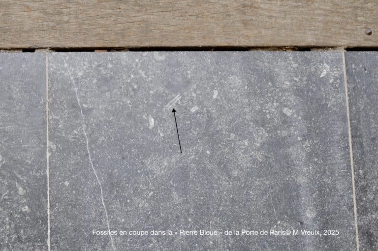 pierre geologique lille